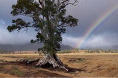 Small The-Cazneaux-Tree-Daniel-Westergren